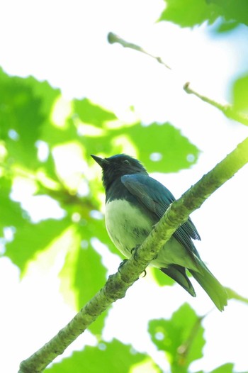 オオルリ 伊香保森林公園 2024年5月25日(土)