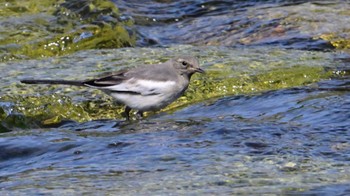 Japanese Wagtail 鴨川 Sat, 5/25/2024