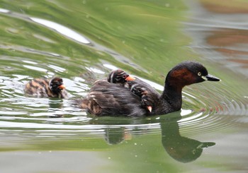 2024年6月6日(木) 井の頭公園の野鳥観察記録