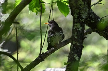 クロツグミ 長野県 2024年5月24日(金)