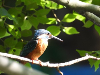 Thu, 6/6/2024 Birding report at じゅん菜池公園