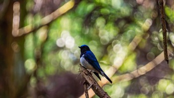 Blue-and-white Flycatcher 栗東 Thu, 6/6/2024