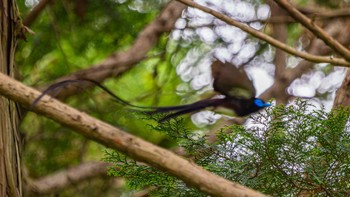 Black Paradise Flycatcher 栗東市 Thu, 6/6/2024