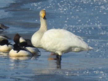 コハクチョウ 石狩 茨戸川 2019年1月14日(月)