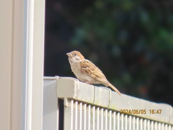 2024年6月5日(水) 自宅周辺の野鳥観察記録