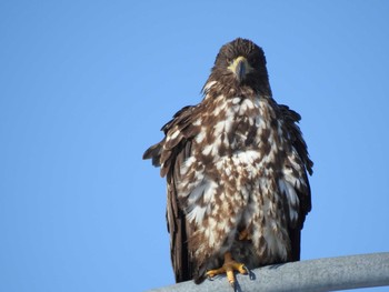 2019年1月14日(月) 石狩 茨戸川の野鳥観察記録