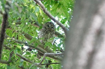 Sat, 6/1/2024 Birding report at 野木神社(栃木県)