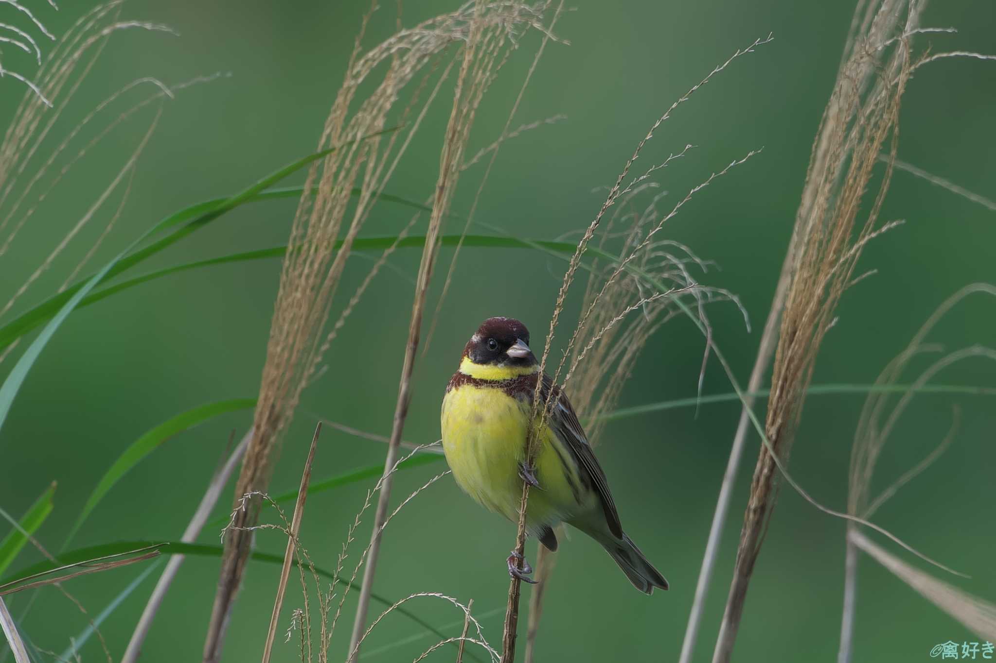 Yellow-breasted Bunting