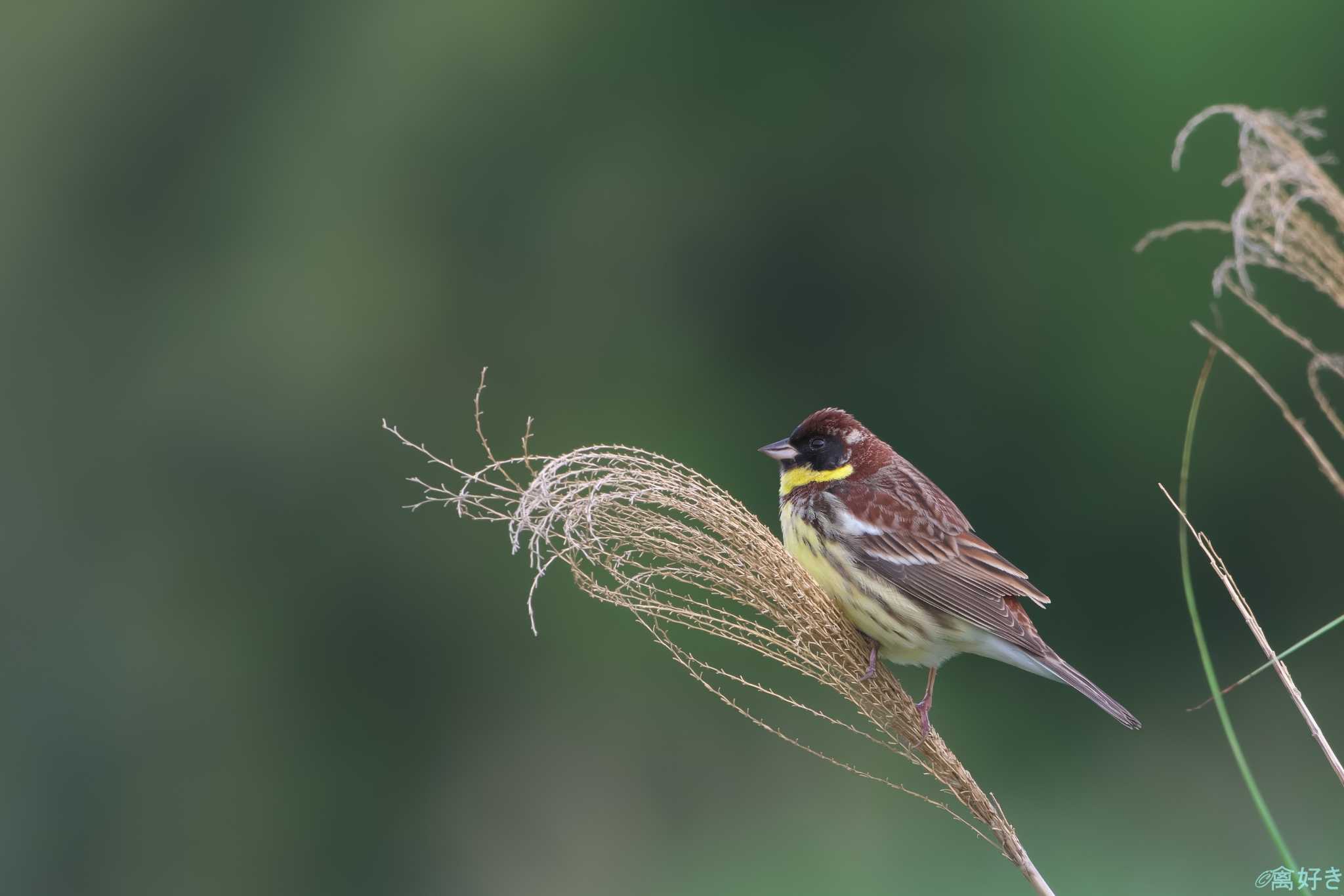 Yellow-breasted Bunting