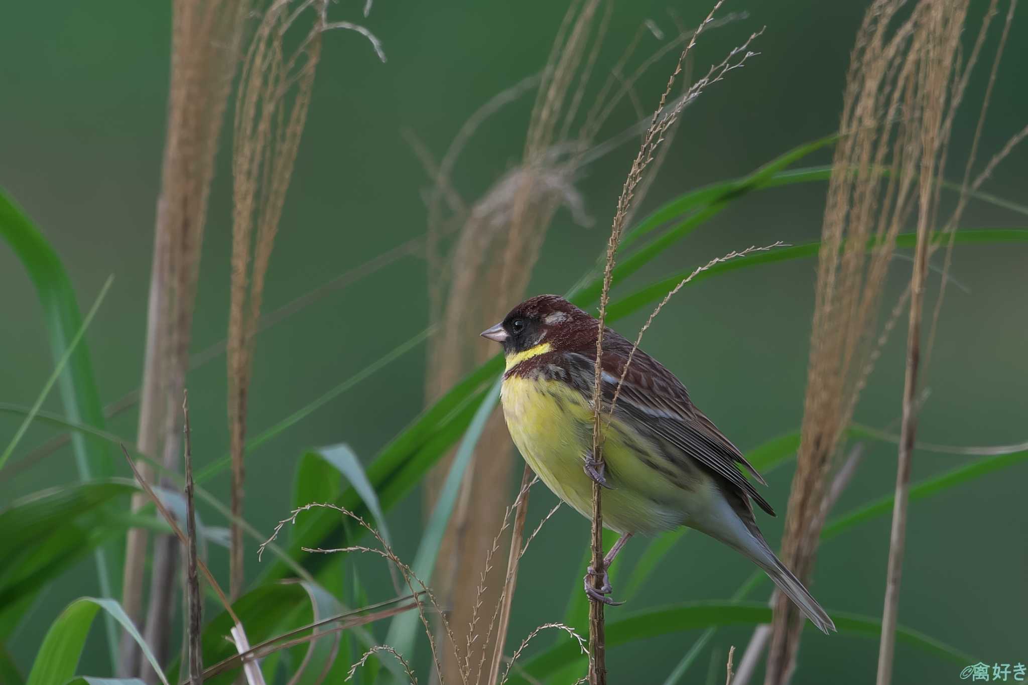 Yellow-breasted Bunting