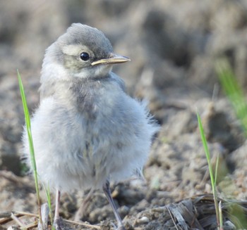 2024年6月3日(月) 愛知県の野鳥観察記録