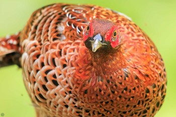 2024年6月1日(土) 日の出山の野鳥観察記録