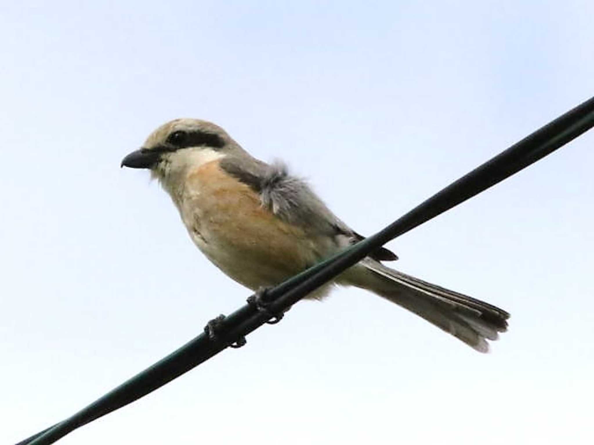 Photo of Bull-headed Shrike at 野幌森林公園 by キムドン