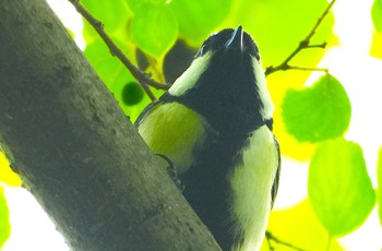 2024年6月6日(木) 大阪城公園の野鳥観察記録