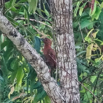 Wed, 6/5/2024 Birding report at Khao Yai National Park