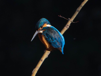 Common Kingfisher Rikugien Garden Sun, 1/13/2019