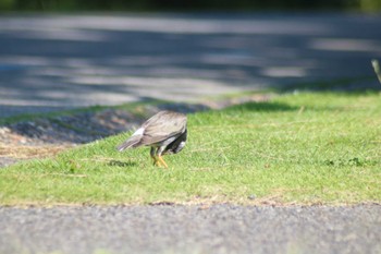 White-cheeked Starling 稲毛海浜公園 Wed, 6/5/2024