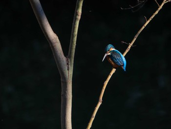 Common Kingfisher Rikugien Garden Sun, 1/13/2019