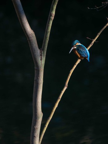 Common Kingfisher Rikugien Garden Sun, 1/13/2019