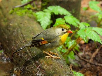 Thu, 6/6/2024 Birding report at Mt. Tsukuba