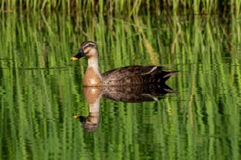 2024年6月5日(水) 南湖公園の野鳥観察記録