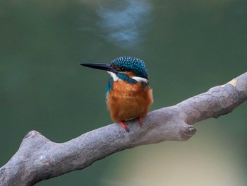 Common Kingfisher Rikugien Garden Sun, 1/13/2019