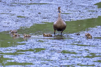 2024年6月2日(日) 土留木川河口(東海市)の野鳥観察記録