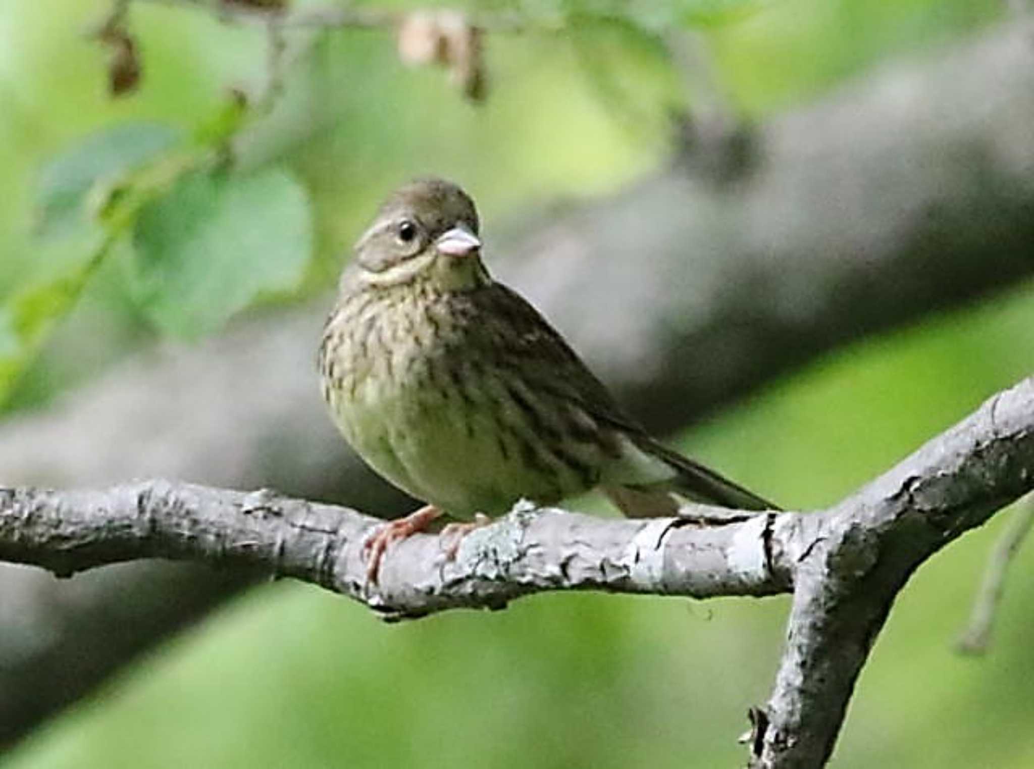 Photo of Masked Bunting at 野幌森林公園 by キムドン