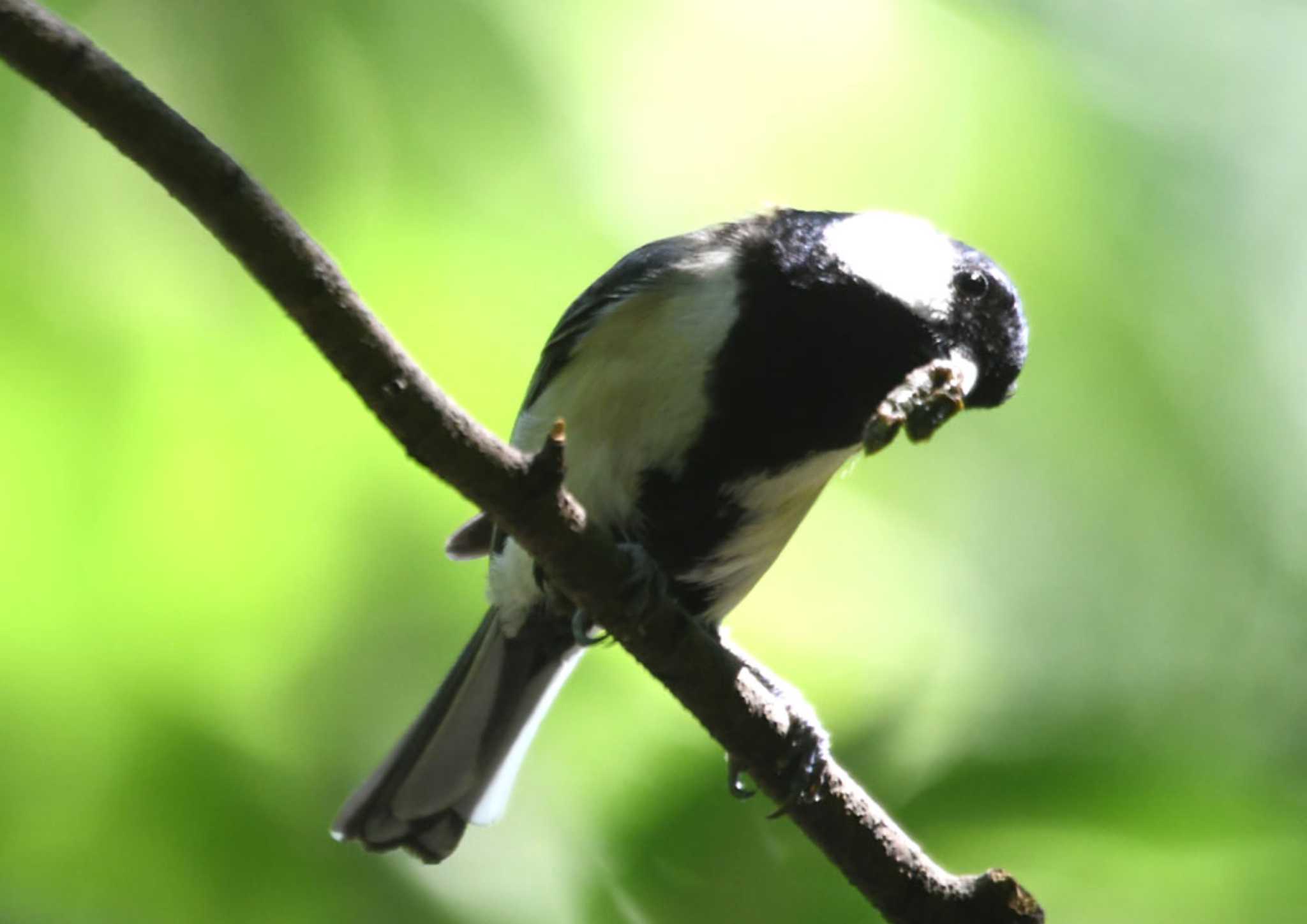 Japanese Tit