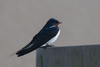 2024年6月3日(月) 奈良 葛下川の野鳥観察記録