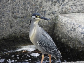 Striated Heron 天野川 Thu, 5/23/2024