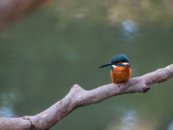 Common Kingfisher Rikugien Garden Sun, 1/13/2019