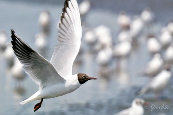 ユリカモメ ふなばし三番瀬海浜公園 2024年4月13日(土)