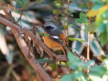 Daurian Redstart Rikugien Garden Sun, 1/13/2019