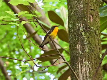 2024年5月17日(金) 大阪城公園の野鳥観察記録