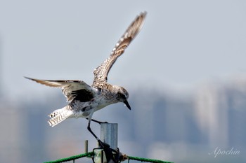 ダイゼン ふなばし三番瀬海浜公園 2024年4月13日(土)