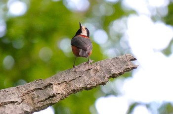 Thu, 6/6/2024 Birding report at Miharashi Park(Hakodate)