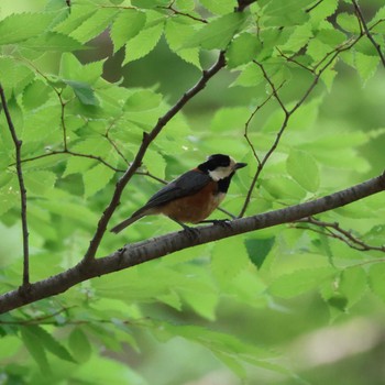 Thu, 6/6/2024 Birding report at 都内