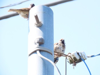 Wed, 6/5/2024 Birding report at 鎌倉