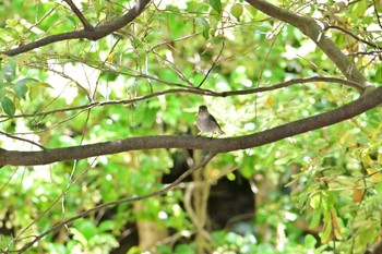 Asian Brown Flycatcher Kyoto Gyoen Sat, 5/25/2024