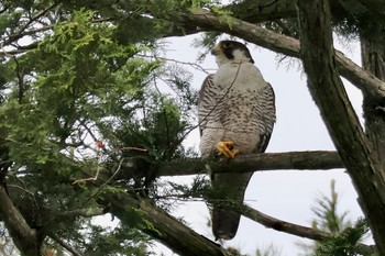 Sun, 6/2/2024 Birding report at 佐貫観音