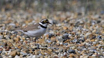 Little Ringed Plover 平城宮跡 Sun, 5/5/2024