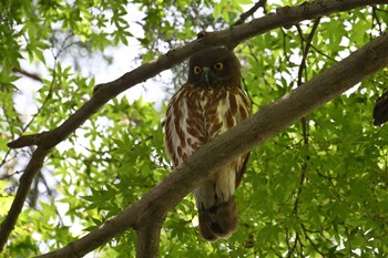 Thu, 5/30/2024 Birding report at 東京都