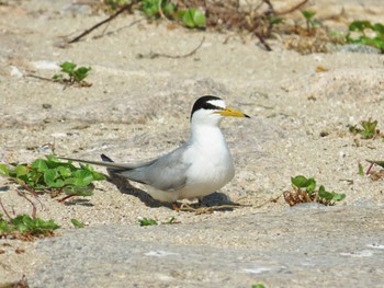 2024年6月7日(金) 兵庫県神戸市垂水区の野鳥観察記録