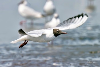 ユリカモメ ふなばし三番瀬海浜公園 2024年4月13日(土)