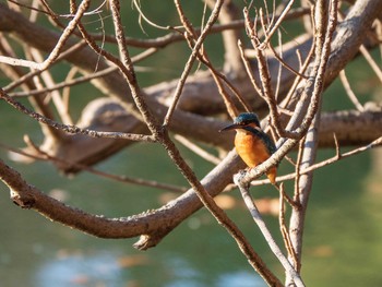 カワセミ 六義園 2019年1月13日(日)