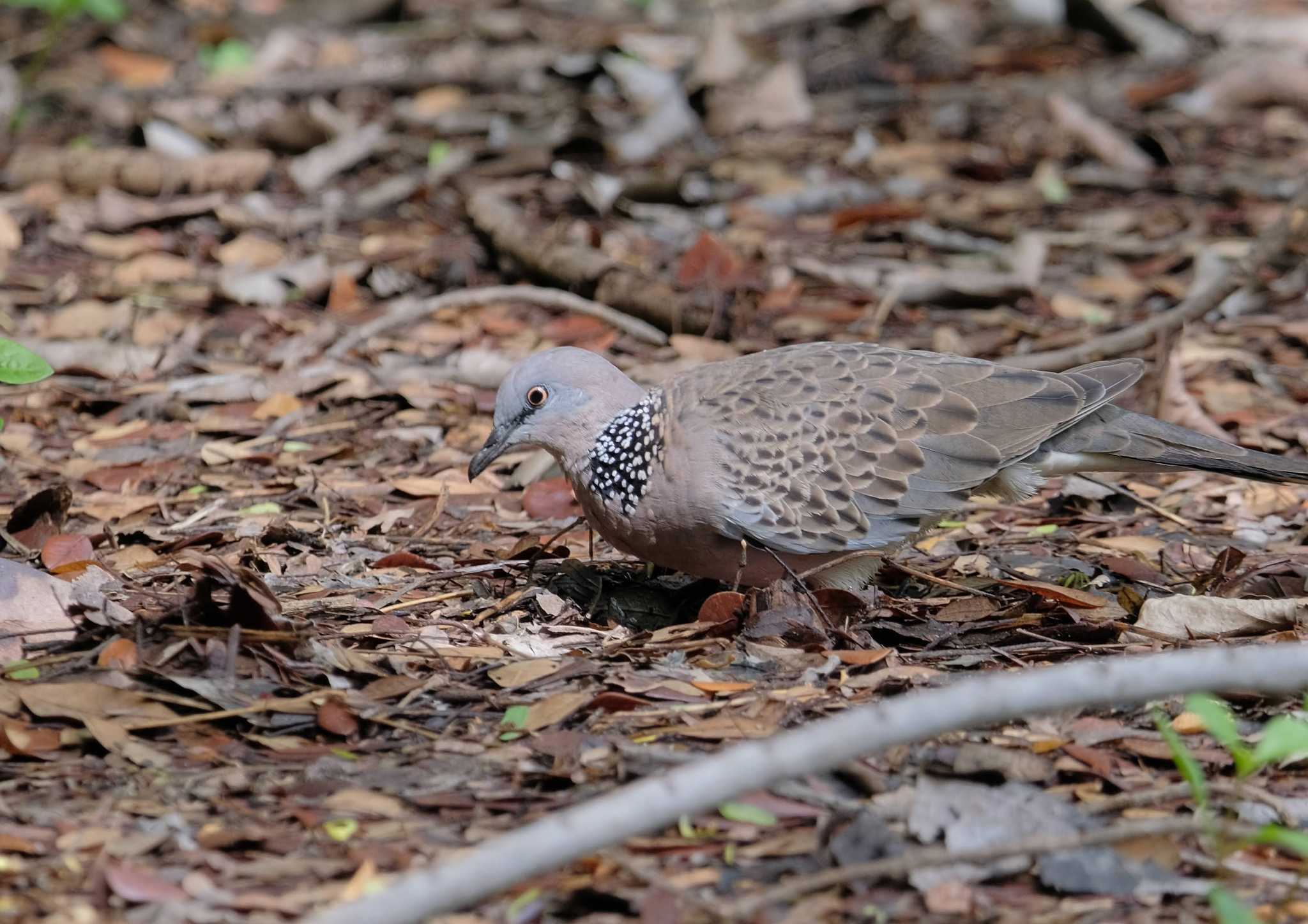 Wachirabenchathat Park(Suan Rot Fai) カノコバトの写真 by BK MY