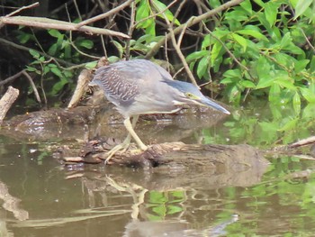 Striated Heron Izunuma Tue, 6/4/2024