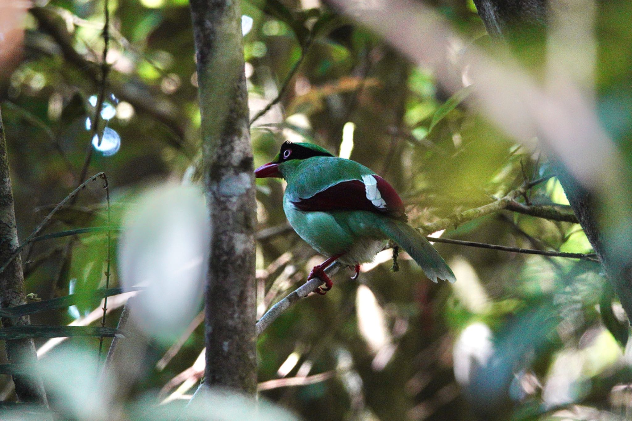 Photo of Bornean Green Magpie at Kinabaru park by のどか