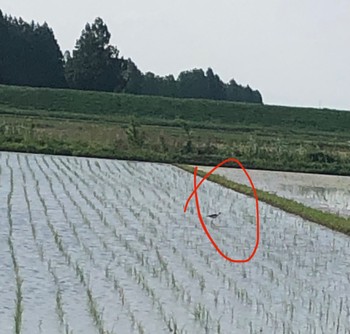 2024年6月7日(金) 大久保農耕地の野鳥観察記録